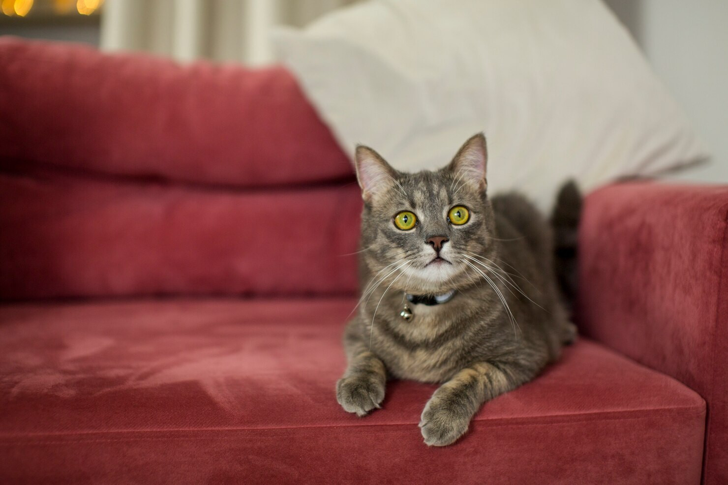 Как отучить кошку царапать диван?